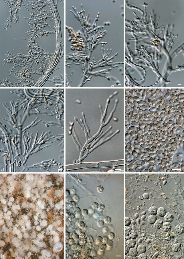 Byssochlamys Polyphasic taxonomy of the heat resistant ascomycete genus