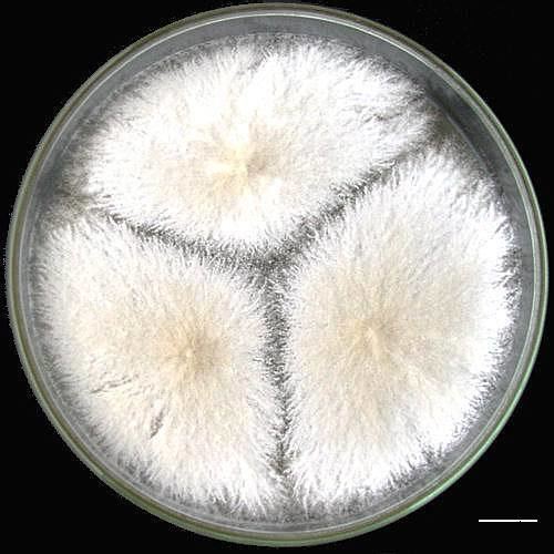 Byssochlamys Miniatlas mikroorganism
