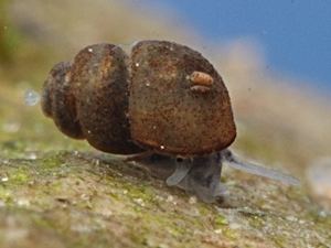 Bythinella Snails and Slugs Gastropoda