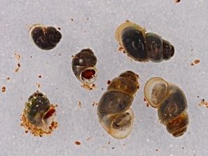 Bythinella Snails and Slugs Gastropoda