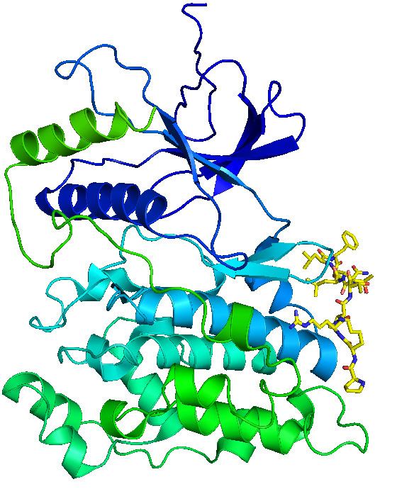 C-Jun N-terminal kinases