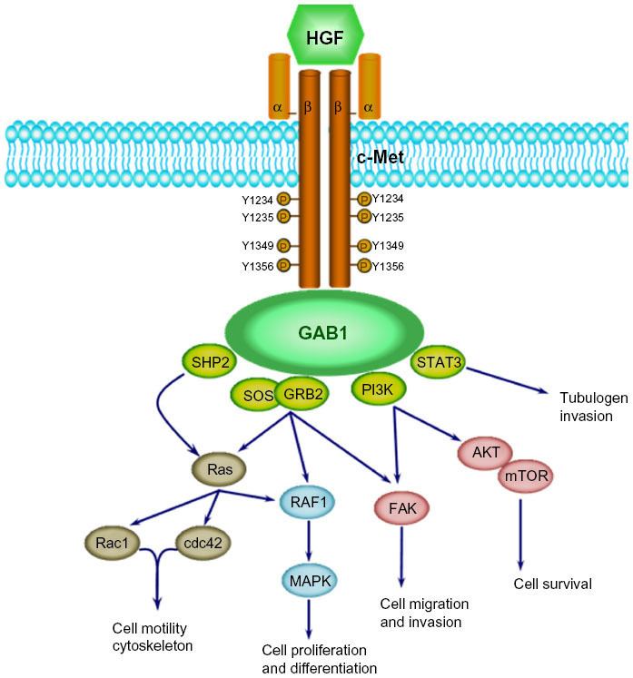 C-Met Full text Development of antibodybased cMet inhibitors for
