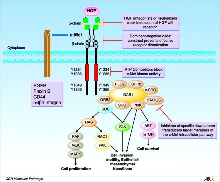 C-Met Novel Therapeutic Inhibitors of the cMet Signaling Pathway in