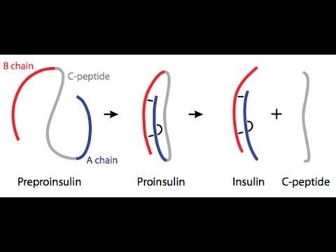 C-peptide httpsiytimgcomviYA91mWAghqdefaultjpg