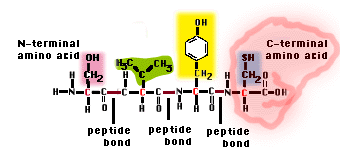 C-terminus N and C terminal aminoacids
