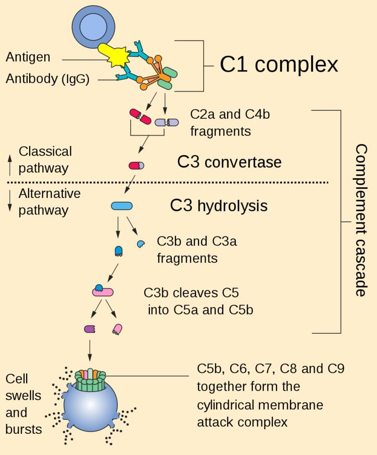 C1Q complex