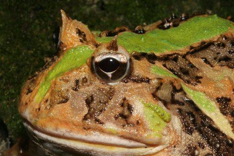 Caatinga horned frog kingsnake blog Kingsnakecom Blog The great horned frog failure