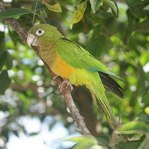 Caatinga parakeet httpsuploadwikimediaorgwikipediacommonsthu