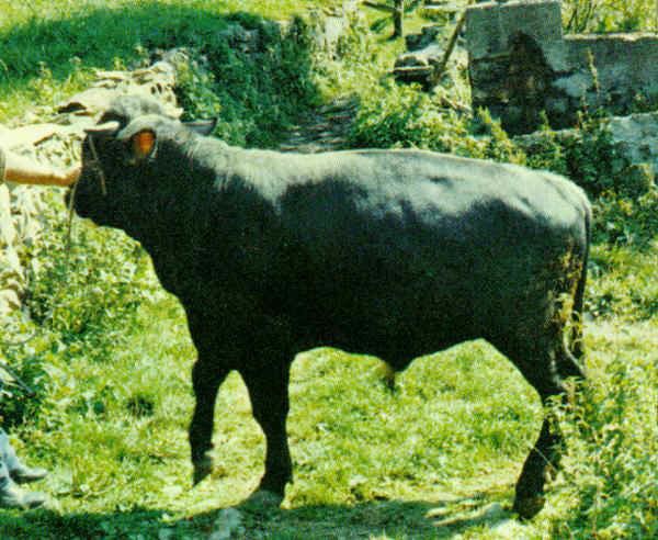 Cabannina Italian breeds of cattle Cabannina
