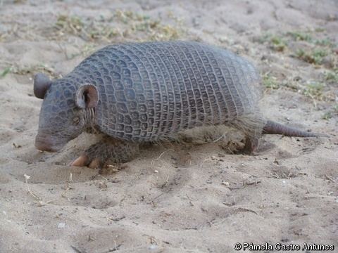 Cabassous Cabassous unicinctus Southern NakedTailed Armadillo