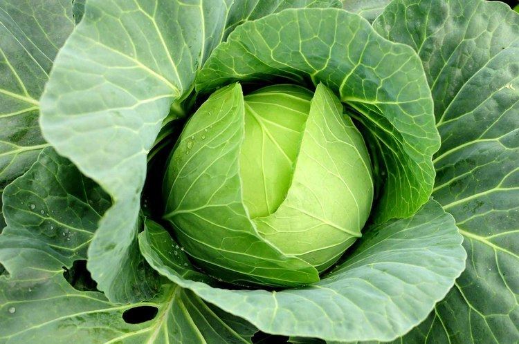 Cabbage Cabbage The Canadian Encyclopedia
