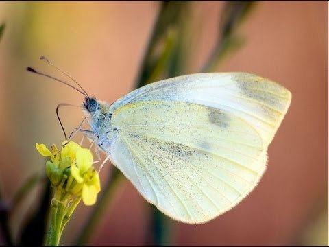 Cabbage moth How to Get Rid of White Cabbage Moth and Caterpillars YouTube