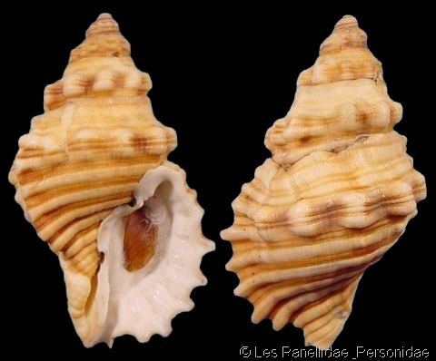 Cabestana spengleri wwwgastropodscomShellImagesCConusCabestana