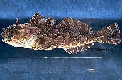 Cabezon (fish) Bottomfish Identification Guide Cabezon Scorpaenichthys marmoratus