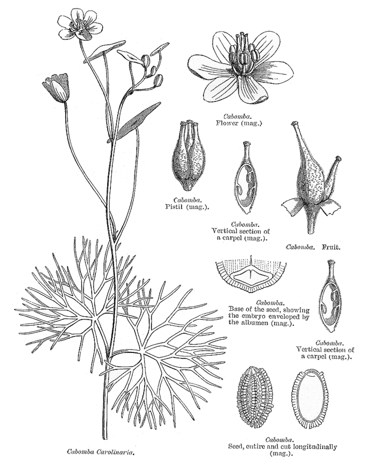Cabombaceae Family Cabombaceae