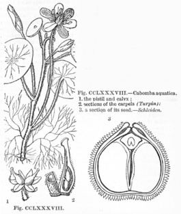 Cabombaceae Cabombaceae Wikipedia la enciclopedia libre