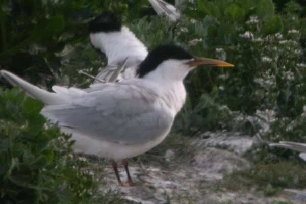 Cabot's tern Birding etc with Dominic Mitchell Cabot39s Tern an update