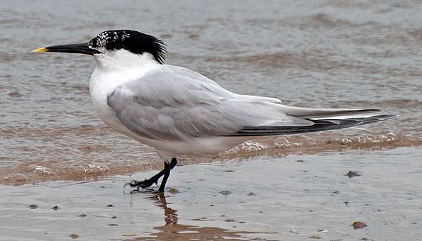 Cabot's tern Sandwich or Cabot39s North American Birding