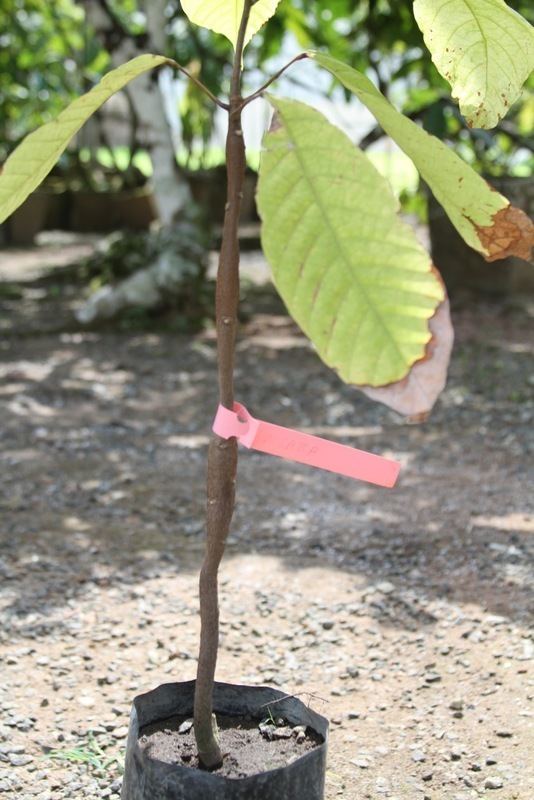 Cacao swollen-shoot virus Cocoa Crop Production