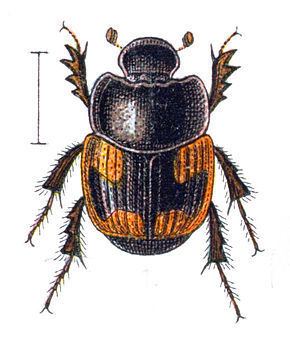 Caccobius (beetle) httpsuploadwikimediaorgwikipediacommonsthu