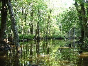 Cache River (Arkansas) httpsuploadwikimediaorgwikipediacommonsthu