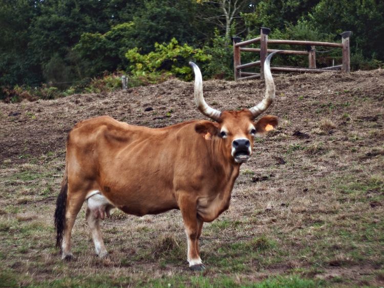 Cachena cattle httpsuploadwikimediaorgwikipediacommonsff