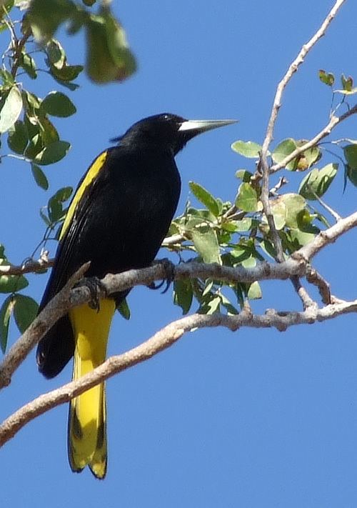 Cacique (bird) Yellow Rumped Cacique Bird Facts And Info