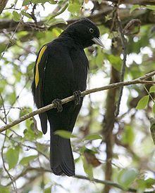 Cacique (bird) httpsuploadwikimediaorgwikipediacommonsthu