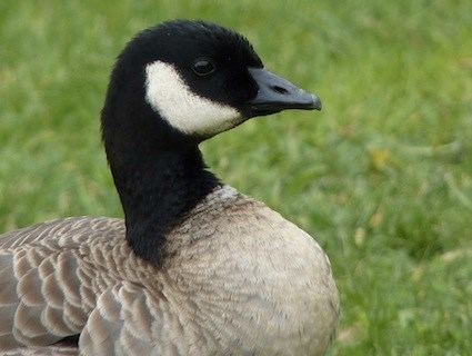Cackling goose Cackling Goose Identification All About Birds Cornell Lab of