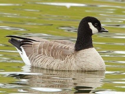 Cackling goose Cackling Goose Identification All About Birds Cornell Lab of