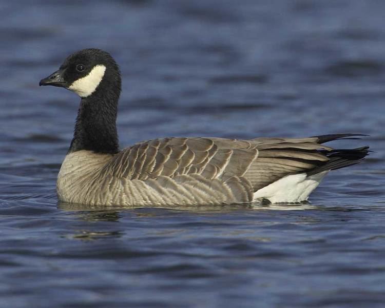Cackling goose Cackling Goose Audubon Field Guide