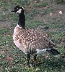 Cackling goose httpsuploadwikimediaorgwikipediacommonsthu
