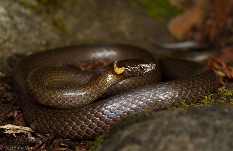 Cacophis Cacophis krefftii Southern Dwarf Crowned Snake Jasmine Vink Flickr