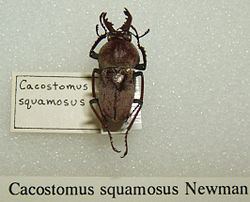 Cacostomus squamosus httpsuploadwikimediaorgwikipediacommonsthu