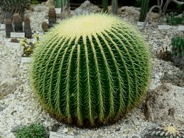 Cacti (software) Aloe Cactus and Succulent Society of Zimbabwe
