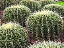 Cactus httpsuploadwikimediaorgwikipediacommonsthu