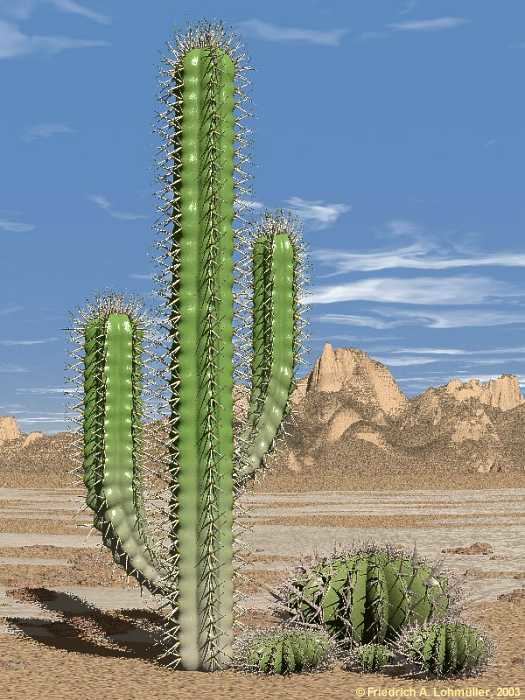 Cactus Cactus Lessons TES Teach