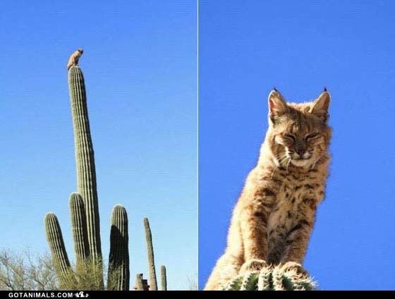 Cactus cat Cactus Cat