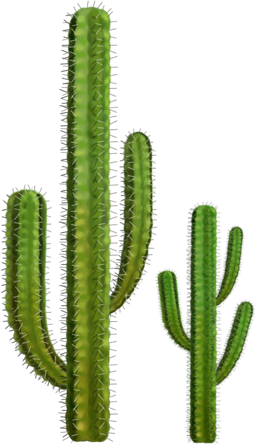 Cactus Cactus PNG image free picture cactus download