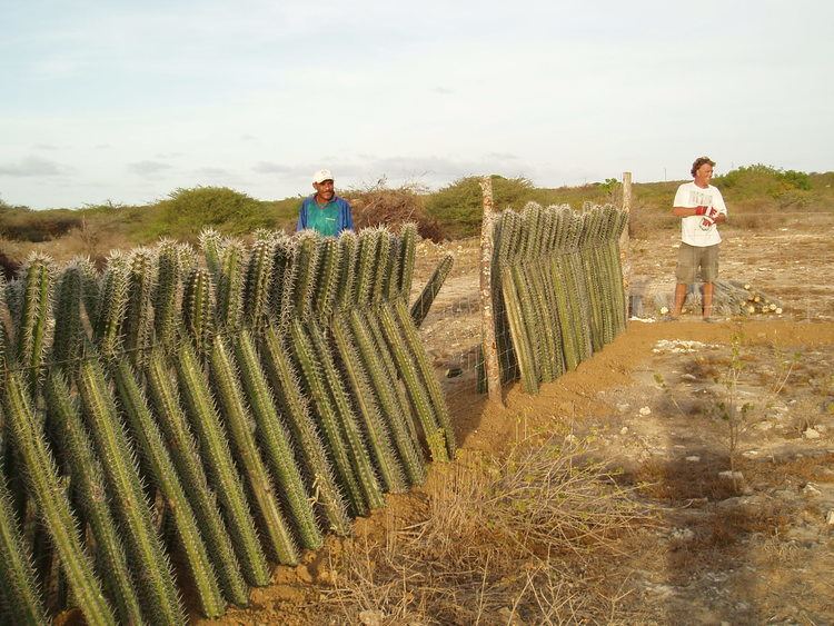 Cactus fence Cactus Fence Bonaire Bliss