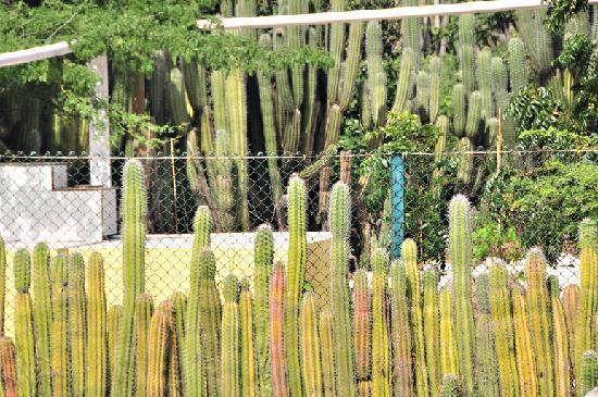 Cactus fence Cactus fence Picture of De Palm Tours Oranjestad TripAdvisor