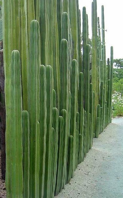 Cactus fence httpssmediacacheak0pinimgcom564xf7d05c