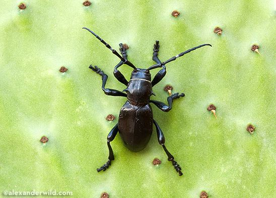 Cactus longhorn beetle And now a cactus longhorn beetle