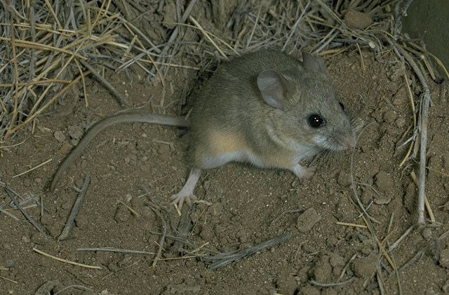 Cactus mouse Peromyscus eremicus Cactus Mouse Discover Life