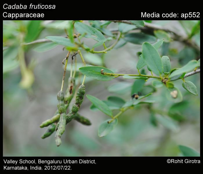 Cadaba fruticosa Larval host plants Cadaba fruticosa Butterflies of India