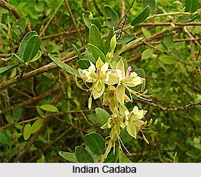 Cadaba fruticosa Indian Cadaba Indian Medicinal Plant