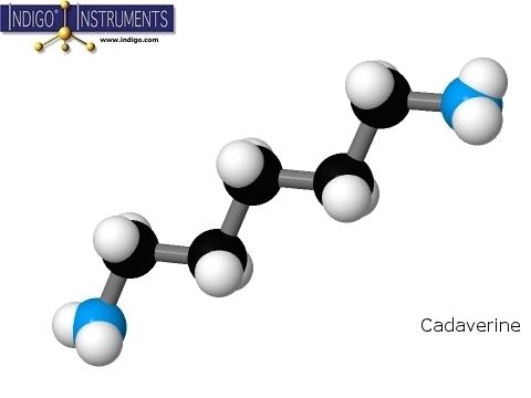Cadaverine Cadaverine Structure Molecular Model Built with Indigo Instrument