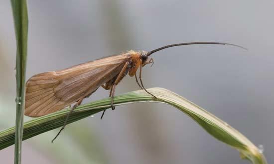Caddisfly caddisfly insect Britannicacom