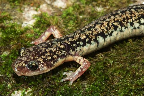 Caddo Mountain salamander httpsfarm6staticflickrcom5544108485111257