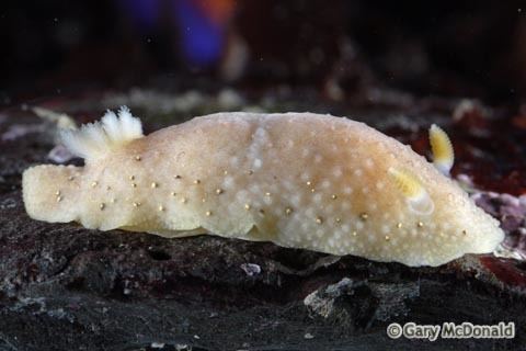 Cadlina - Alchetron, The Free Social Encyclopedia